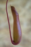 Usines de broc tropical de Nepenthes, fin vers le haut de macro Le genre noeud image stock Usines de broc tropical de Nepenthes, fin vers le haut de macro Le genre noeud image stock