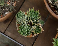 Usines succulentes dans la cosse sur la table en bois Fond succulent avec l'usine d'Echeveria photos libres de droits Usines succulentes dans la cosse sur la table en bois Fond succulent avec l'usine d'Echeveria photos libres de droits
