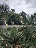 Usines épineuses vertes vertes avec un bon nombre de fleurs blanches au milieu photos stock Usines épineuses vertes vertes avec un bon nombre de fleurs blanches au milieu photos stock