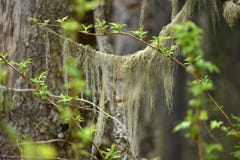 Usnea Barbata, Old Man`s Beard Fungus On A Pine Tree Stock Photography