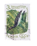 USSR - CIRCA 1976: A stamp printed in the shows bird Cherno stock photography USSR - CIRCA 1976: A stamp printed in the shows bird Cherno stock photography