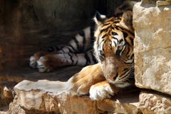 The Ussurian Tiger is sad in captivity at the zoo stock images The Ussurian Tiger is sad in captivity at the zoo stock images