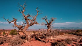 Utah Juniper, Arches National Park stock photos Utah Juniper, Arches National Park stock photos
