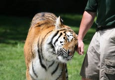 utbildad tiger royaltyfria bilder utbildad tiger royaltyfria bilder