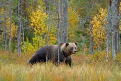 Uthärda gömt i gula skoghöstträd med björnen Den härliga brunbjörnen som går runt om sjön med nedgången, färgar Farligt djur arkivfoton Uthärda gömt i gula skoghöstträd med björnen Den härliga brunbjörnen som går runt om sjön med nedgången, färgar Farligt djur arkivfoton