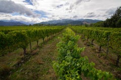 Uva bianca Sauvignon Blanc su un winefarm in Nuova Zelanda Marlborough fotografie stock Uva bianca Sauvignon Blanc su un winefarm in Nuova Zelanda Marlborough fotografie stock