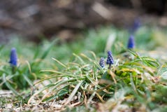 Uva blu minuscola Hyacinth Buds fotografia stock libera da diritti Uva blu minuscola Hyacinth Buds fotografia stock libera da diritti