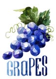 Uvas Acuarela del dibujo de la mano en el fondo blanco con título ilustración del vector Uvas Acuarela del dibujo de la mano en el fondo blanco con título ilustración del vector