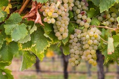 Uvas brancas de riesling na videira fotografia de stock royalty free Uvas brancas de riesling na videira fotografia de stock royalty free