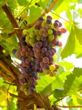 Uvas de vino Uvas de vino