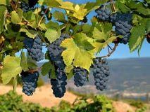 Uvas del Merlot Uvas del Merlot
