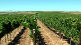 Uvas en un viñedo Uvas en un viñedo