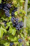 Uvas en una vid con el fondo de madera fotos de archivo Uvas en una vid con el fondo de madera fotos de archivo