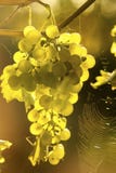 Uvas maduras en luz del sol Uvas maduras en luz del sol
