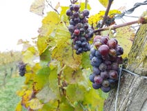 Uvas Pinot Noir do vinho tinto fotos de stock Uvas Pinot Noir do vinho tinto fotos de stock