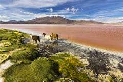 Uyuni turnerar runt om sjöarna och volcanoesna av bolivian Anderna ett fantastiskt lopp arkivbilder Uyuni turnerar runt om sjöarna och volcanoesna av bolivian Anderna ett fantastiskt lopp arkivbilder