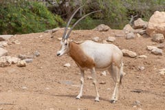 Uzbraja? w rogi oryx Oryx dammah lub zdjęcia stock Uzbraja? w rogi oryx Oryx dammah lub zdjęcia stock