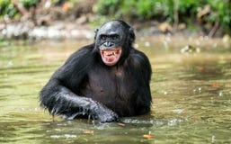 Uśmiechnięty szympansa Bonobo w wodzie obraz stock Uśmiechnięty szympansa Bonobo w wodzie obraz stock