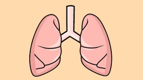 Vídeo Animado De Pulmones Humanos Moviéndose Mientras Respiran Metrajes - Vídeo de microbio, enfermedad: 206407962 Vídeo Animado De Pulmones Humanos Moviéndose Mientras Respiran Metrajes - Vídeo de microbio, enfermedad: 206407962
