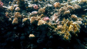 V?deo subacu?tico que sorprende 4k de la vida subacu?tica alrededor del arrecife de coral Naturaleza hermosa del Mar Rojo almacen de video V?deo subacu?tico que sorprende 4k de la vida subacu?tica alrededor del arrecife de coral Naturaleza hermosa del Mar Rojo almacen de video