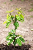 V?xande tr?d i tr?dg?rden barn f?r boktr?dbotanikKanada tree royaltyfri foto V?xande tr?d i tr?dg?rden barn f?r boktr?dbotanikKanada tree royaltyfri foto