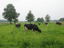 Vaca Vaca