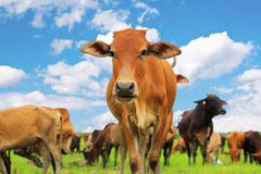 Vaca curiosa Vaca curiosa