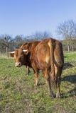 Vaca de Brown que se coloca en prado verde en fondo del cielo azul Foto de archivo libre de regalías Vaca de Brown que se coloca en prado verde en fondo del cielo azul Foto de archivo libre de regalías