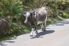 Vaca de Madeira que camina abajo en el camino imágenes de archivo libres de regalías Vaca de Madeira que camina abajo en el camino imágenes de archivo libres de regalías