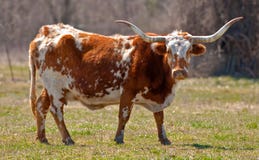 Vaca de Texas Longhorn Vaca de Texas Longhorn