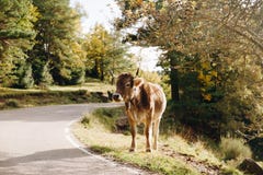 Vaca en el paisaje del bosque fotografía de archivo Vaca en el paisaje del bosque fotografía de archivo