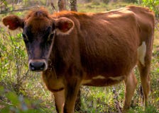 Vaca en la naturaleza imágenes de archivo libres de regalías Vaca en la naturaleza imágenes de archivo libres de regalías
