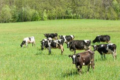 vaca kine beefs carne bossy necklace fotografia de stock vaca kine beefs carne bossy necklace fotografia de stock