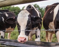 Vaca lechera que bebe detrás de una cerca con el alambre de la lengüeta en Warwick, NY imágenes de archivo libres de regalías Vaca lechera que bebe detrás de una cerca con el alambre de la lengüeta en Warwick, NY imágenes de archivo libres de regalías