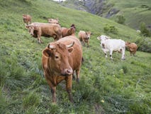 Vacas de Brown en prado de la montaña cerca de vars en las montañas de Alta Provenza foto de archivo Vacas de Brown en prado de la montaña cerca de vars en las montañas de Alta Provenza foto de archivo