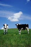 Vacas de leche contentas Vacas de leche contentas
