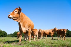 Vacas de Lemosín Imagen de archivo libre de regalías Vacas de Lemosín Imagen de archivo libre de regalías