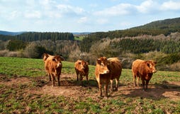 Vacas e gado de Brown em um dia de mola em Alemanha fotos de stock Vacas e gado de Brown em um dia de mola em Alemanha fotos de stock