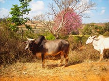 vacas em um campo em Vietnam imagem de stock royalty free vacas em um campo em Vietnam imagem de stock royalty free