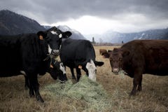 Vacas em um dia de invernos foto de stock Vacas em um dia de invernos foto de stock