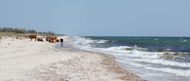 Vacas en una playa imagenes de archivo Vacas en una playa imagenes de archivo