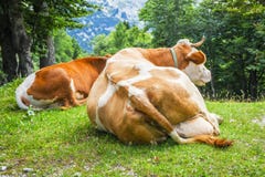 Vacas grandes que colocam e que descansam em uma grama verde imagens de stock royalty free Vacas grandes que colocam e que descansam em uma grama verde imagens de stock royalty free