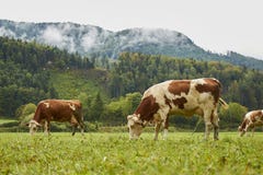 Vacas manchadas que pastam na grama verde luxúria com o monte florestado no fundo fotografia de stock Vacas manchadas que pastam na grama verde luxúria com o monte florestado no fundo fotografia de stock