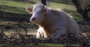 Vacas no campo foto de stock royalty free Vacas no campo foto de stock royalty free