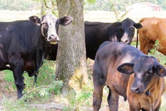 Vacas pretas e marrons que vagueiam em um rancho com grama e árvores foto de stock Vacas pretas e marrons que vagueiam em um rancho com grama e árvores foto de stock