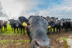 Vacas que se huelen Vacas que se huelen