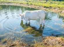 Vache blanche se tenant dans l'eau photo libre de droits Vache blanche se tenant dans l'eau photo libre de droits