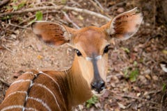 Vache à Nyala regardant au-dessus de son épaule image stock Vache à Nyala regardant au-dessus de son épaule image stock