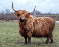 Vache écossaise sur le pâturage photographie stock libre de droits Vache écossaise sur le pâturage photographie stock libre de droits