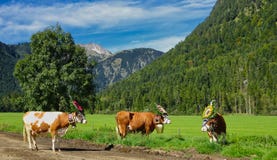 Vaches avec des cloches et coiffes dans la vallée image libre de droits Vaches avec des cloches et coiffes dans la vallée image libre de droits
